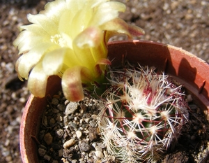 echinocereus  viridiflorus  . v . robustior    hk 1007