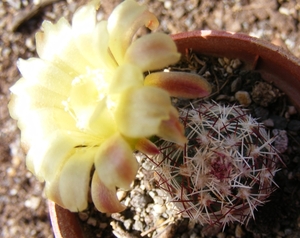 echinocereus  viridiflorus  . v . robustior    hk 1007.          