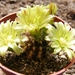 echinocereus  viridiflorus  ssp  correllii  ( south texas ).     