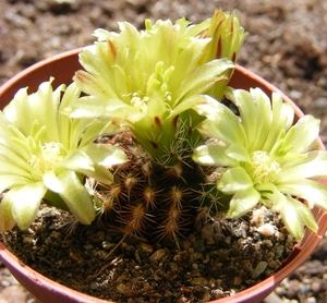 echinocereus  viridiflorus  ssp  correllii  ( south texas ).     