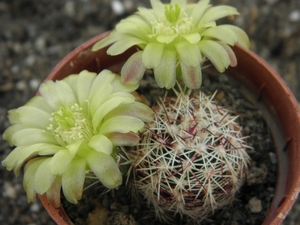 echinocereus  viridiflorus  ssp correllii  ( south texas )