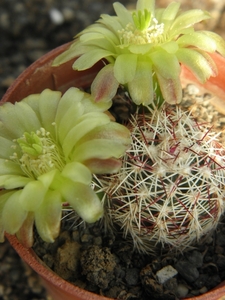 echinocereus  viridiflorus  ssp correllii  ( south texas ).      