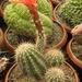 echinocereus huitcholensis( red flower )                         