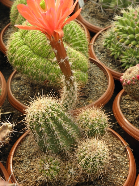 echinocereus huitcholensis( red flower )                         