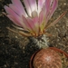 echinocereus pectinatus  ( san lius potosi )                     