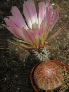 echinocereus pectinatus  ( san lius potosi )                     