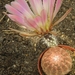 echinocereus pectinatus( san lius potosi )