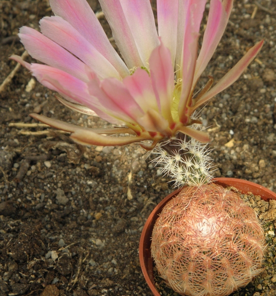 echinocereus pectinatus( san lius potosi )