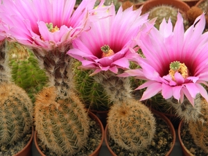 echinocereus  fitchii