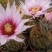 echinocereus  reichenbachii