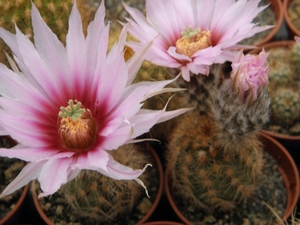 echinocereus  reichenbachii