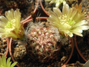 echinocerues  viridiflorus     ( mesa colorado )