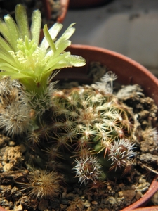 echinocerues  viridiflorus     ( mesa colorado )                 