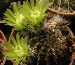 echinocerues  viridiflorus   sb 876    ( chaffe co wyoning  )