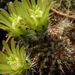 echinocerues  viridiflorus   sb 876    ( chaffe co wyoning  )    