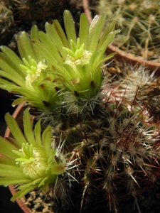 echinocerues  viridiflorus   sb 876    ( chaffe co wyoning  )    