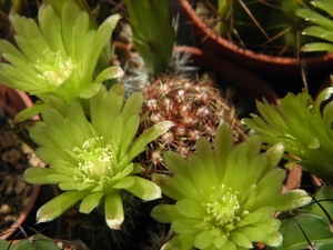 echinocerues  viridiflorus v. minor   sb 170   ( santa fee  co )