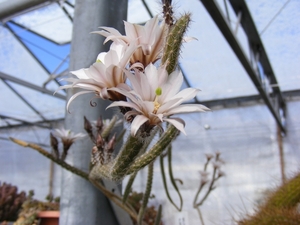 wilcoxia  albiflora