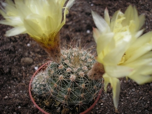 n.globularis  wg 267 B.   2