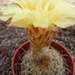 notocactus  apricus  fa caespitosus   gf 1252