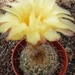 notocactus  apricus  fa caespitosus   gf 1252.                   