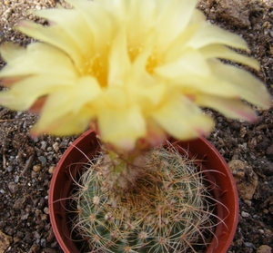 notocactus  apricus  fa caespitosus   gf 1252.                   