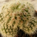 notocactus  buiningii  monst