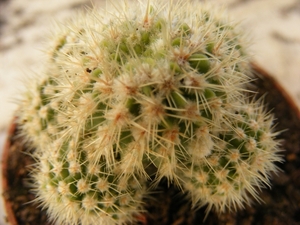 notocactus  buiningii  monst