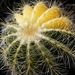 notocactus  clavicept          2