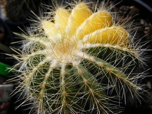 notocactus  clavicept          2