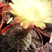 notocactus  concinnus  . v . nigrispinum   nudum