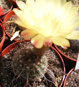 notocactus  concinnus  . v . nigrispinum   nudum