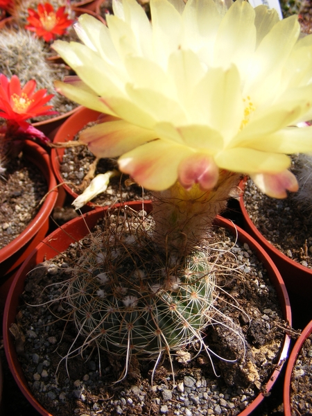 notocactus  concinnus  . v . nigrispinum   nudum.                