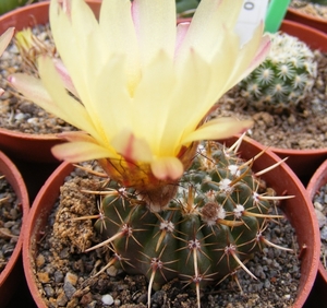 notocactus  floricomus .sto 473