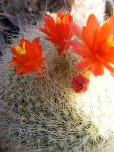 notocactus  hasselbergii.                          2