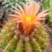 notocactus  horstii