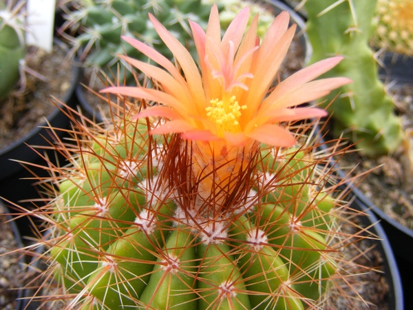 notocactus  horstii