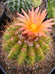 notocactus  horstii.                                             