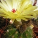 notocactus  laetivirens  hu 58