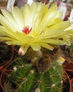 notocactus  laetivirens  hu 58