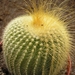 notocactus  leninghausii  halfsider     2