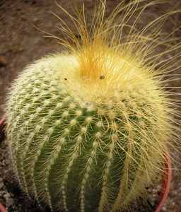 notocactus  leninghausii  halfsider     2