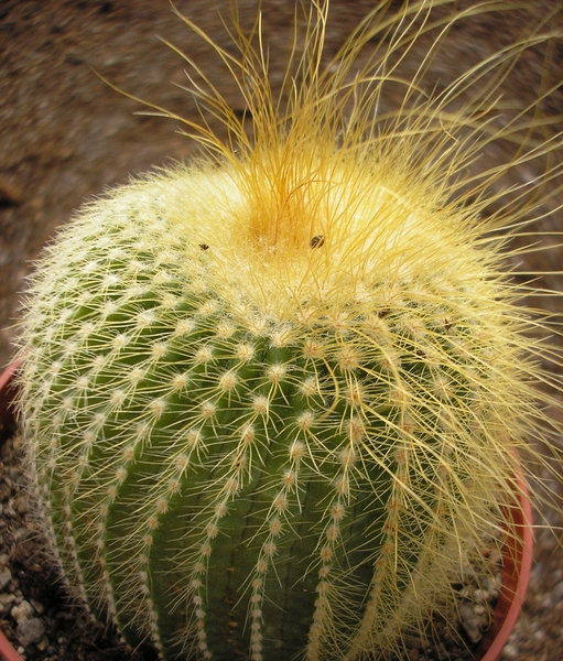 notocactus  leninghausii  halfsider     2