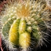 notocactus   clavicept