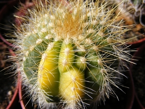 notocactus   clavicept