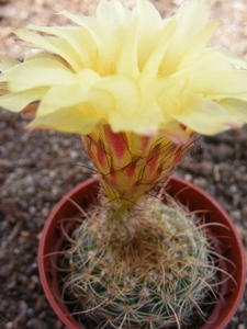 notocactus  apricus  fa caespitosus   gf 1252