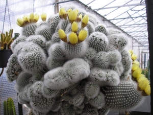 notocactus  scopa  crest