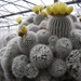 notocactus  scopa  crest              2