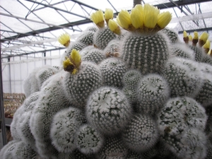 notocactus  scopa  crest              2