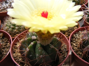 notocactus  securituberculatus     hu 1386